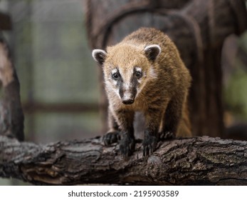 South American Coati On Log