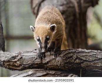 South American Coati On Log