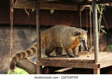 South American Coati At The Zoo.