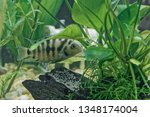 A South American Convict Cichlid (Amatitlania nigrofasciata) aquarium fish protecting her eggs from potential predators 