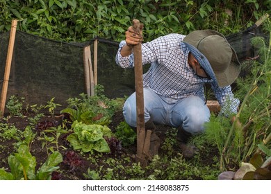 South American Farmer Crouching Cleaning The Orchard Soil Surrounded By Vegetables