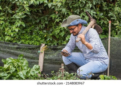 South American Farmer Crouching Holding A Hoe Over His Shoulder Looking His Smartphone In A Orchard