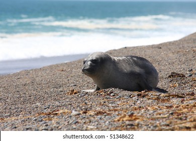 South American Fur Seal