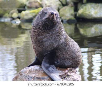 South American Fur Seal