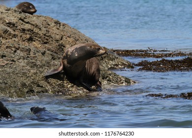 South American Fur Seal On Coastal Rock