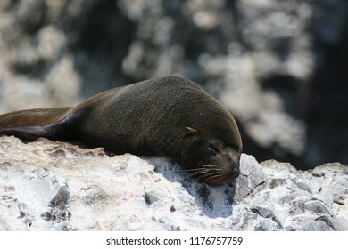 South American Fur Seal Sleeping On A Rock