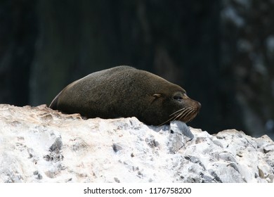 South American Fur Seal Sleeping On A Rock