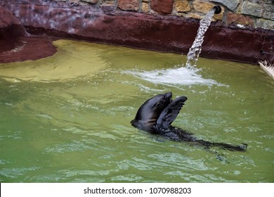 A South American Fur Seal Swimming In The Pool