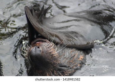 A South American Fur Seal Swimming.