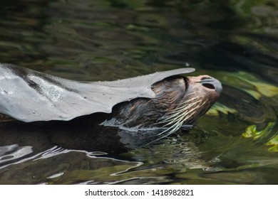 A South American Fur Seal Swimming.