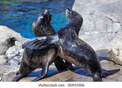 South American Fur Seals (Arctocephalus Australis)