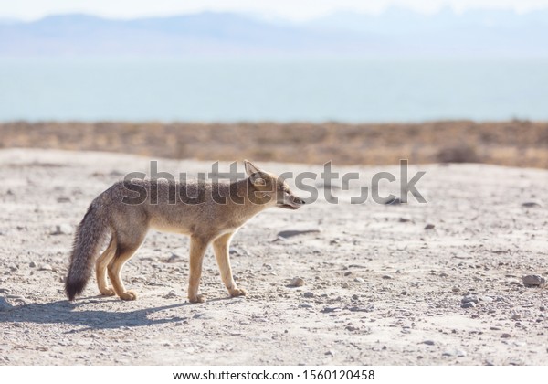 パタゴニア山中の南アメリカの灰色のキツネ リカロペックス グリセウス パタゴニアのキツネ の写真素材 今すぐ編集