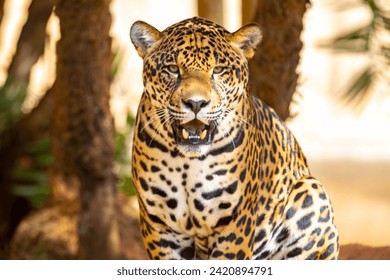 South American jaguar (Panthera onca). Tropical feline "onça pintada" - Powered by Shutterstock