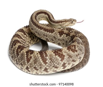 6,383 Rattlesnake white background Images, Stock Photos & Vectors ...