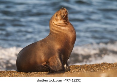 South American Sea Lion
 - Shutterstock ID 497412232