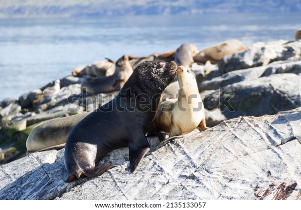 South American sea lion colony\
on Beagle channel, Argentina wildlife. Seals on nature.\
Ushuaia