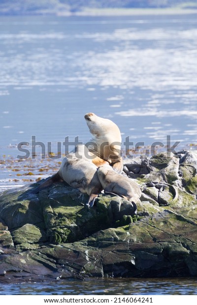 South American sea lion colony\
on Beagle channel, Argentina wildlife. Seals on nature.\
Ushuaia