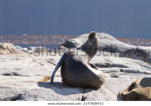 South American sea lion colony
on Beagle channel, Argentina wildlife. Seals on nature.
Ushuaia