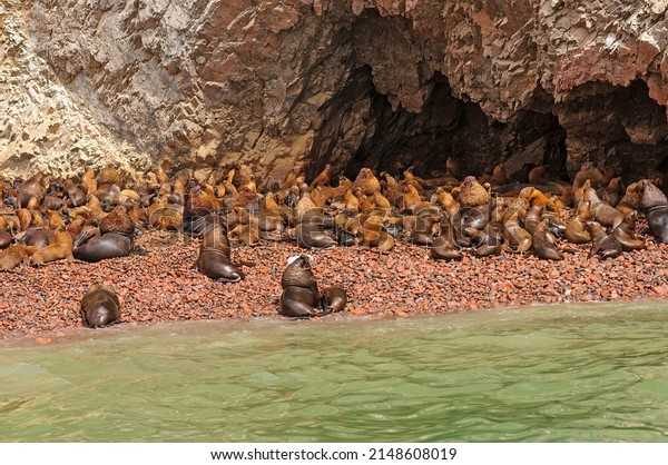 South American Sea Lion Colony on a\
Remote Island on the Ballestas Islands in\
Peru