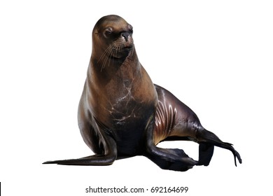 South American Sea Lion (Otaria Flavescens), Isolated On White