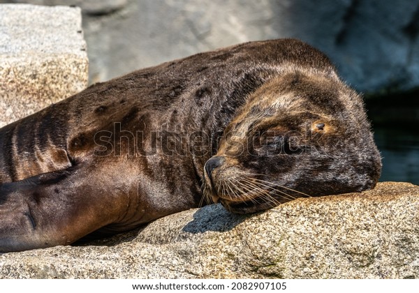 The South American sea lion, Otaria flavescens,\
formerly Otaria byronia, also called the Southern Sea Lion and the\
Patagonian sea lion