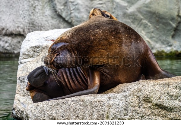 The South American sea lion, Otaria flavescens,\
formerly Otaria byronia, also called the Southern Sea Lion and the\
Patagonian sea lion