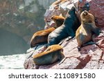 South American sea lions at the Ballestas Islands in Peru.