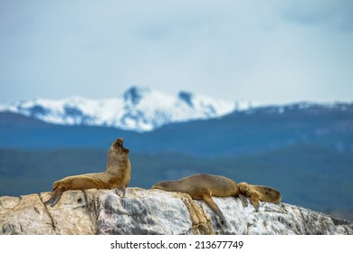 South American Sea Lions At Beagle Channel