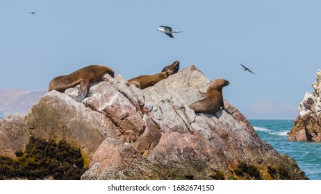 South American sea lions (Otaria flavescens), sitting on a rock on the Islas Ballestas, a popular tourist destination in Peru
