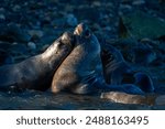 South American sea lions play in shallows