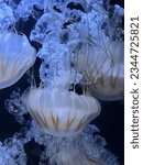 South American Sea Nettle (Chrysaora plocamia) - Jellyfish