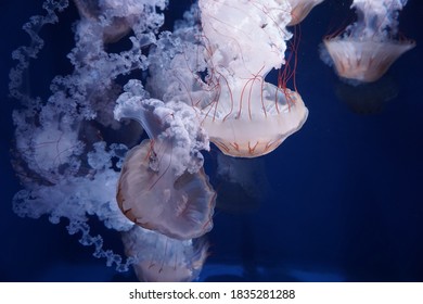 South American sea nettle (Chrysaora plocamia) is a species of jellyfish from the family Pelagiidae