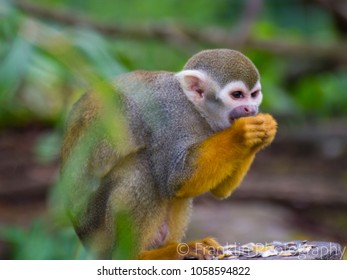 South American Squirrel Monkey