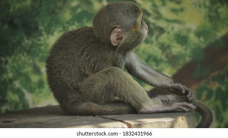 South American Squirrel Monkey (Saimiri Sciureus) Sitting And Watching On Nature.