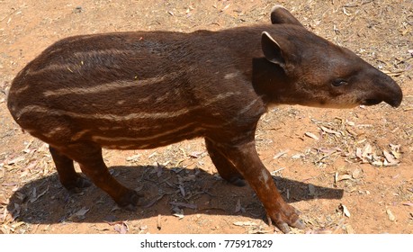 Tapirus kabomani фото