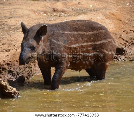 The South American tapir, Brazilian tapi, lowland tapir or anta, is one of five species in the tapir family, along with the mountain, the Malayan, the Baird's tapirs and the kabomani tapir 