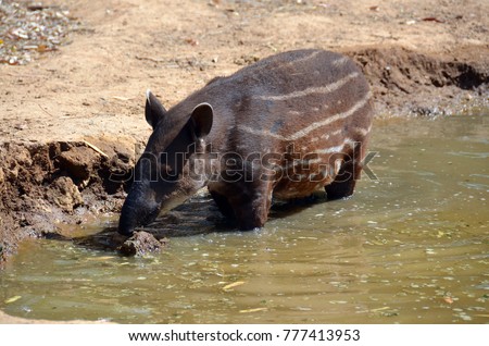 The South American tapir, Brazilian tapi, lowland tapir or anta, is one of five species in the tapir family, along with the mountain, the Malayan, the Baird's tapirs and the kabomani tapir 
