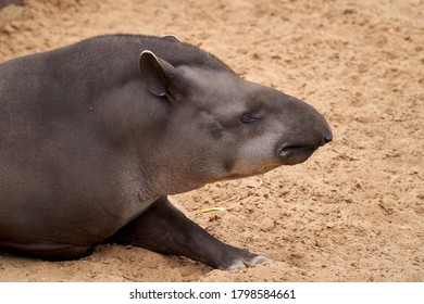 Sleeping Tapirs 图片 库存照片和矢量图 Shutterstock