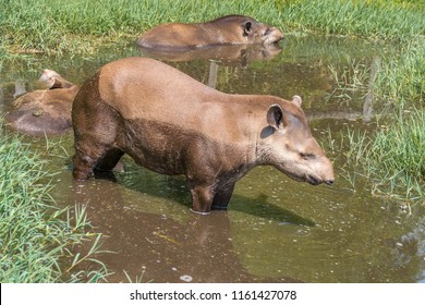 South American Tapir Tapirus Terrestris, Also Known As The Brazilian Tapir On The Shore. Sunny Sumer Day