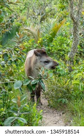 South American Tapir
Tapirus Terrestris