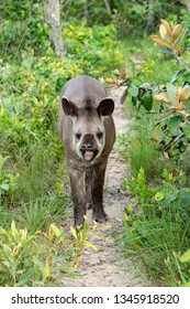 South American Tapir
Tapirus Terrestris