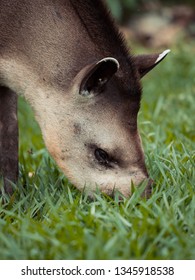 South American Tapir
Tapirus Terrestris