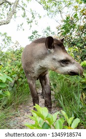 South American Tapir
Tapirus Terrestris