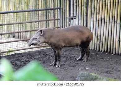 The South American Tapir (Tapirus Terrestris) In A Zoo. It Is The Largest Native Terrestrial Mammal In The Amazon.