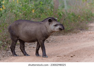 South American tapir (Tapirus terrestris) , also called the Brazilian tapir or lowland tapir, walking around and searching for food in the North Pantanal in Brazil - Shutterstock ID 2300298025