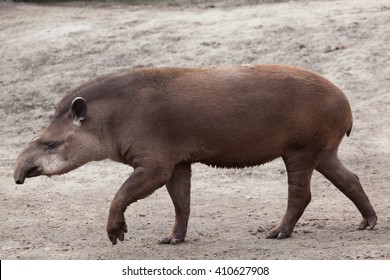 South American Tapir (Tapirus Terrestris), Also Known As The Brazilian Tapir. Wild Life Animal. 