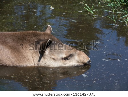 South American tapir Tapirus terrestris, also known as the Brazilian tapir swim in blue water. Close up