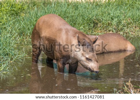 South American tapir Tapirus terrestris, also known as the Brazilian tapir tapir drinks water on the shore