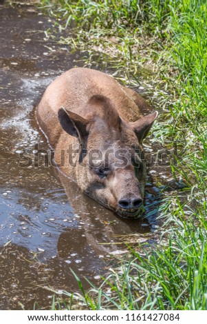 South American tapir Tapirus terrestris, also known as the Brazilian tapir in the mud. Close up
