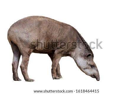 South American tapir (Tapirus terrestris) against white background Stock photo © 